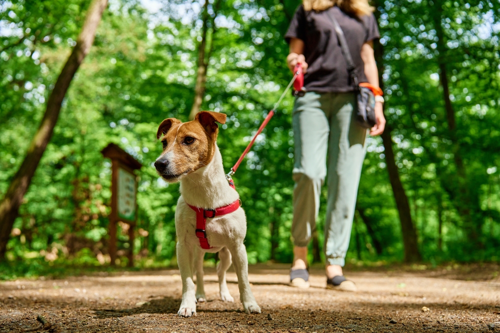 Dog training