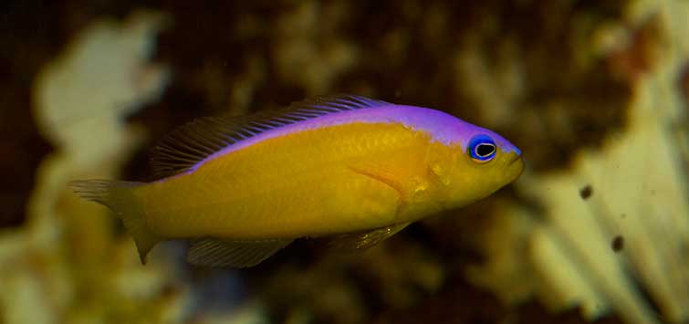 Dottyback Saltwater Fish For Sale