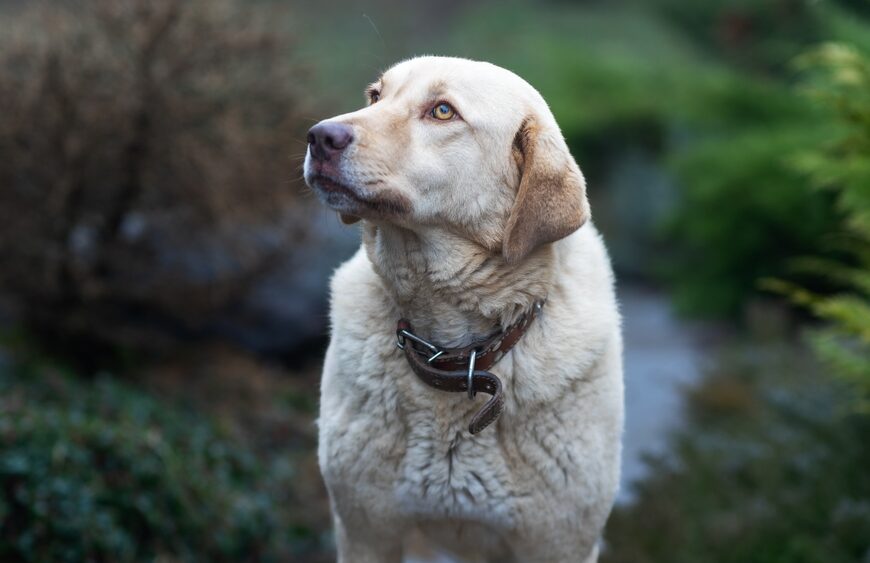 private dog training for dogs