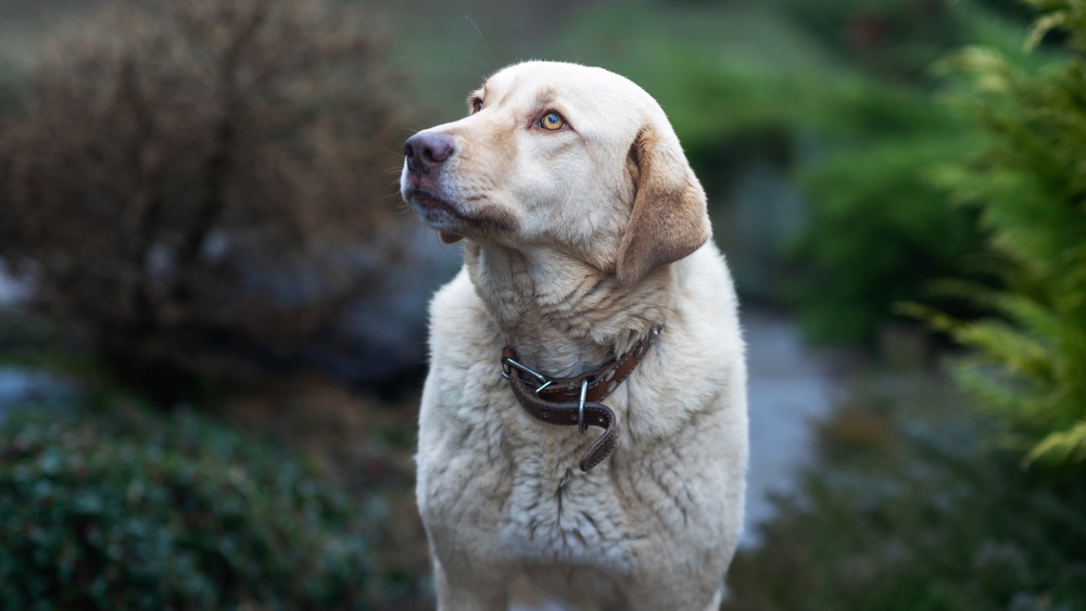private dog training for dogs