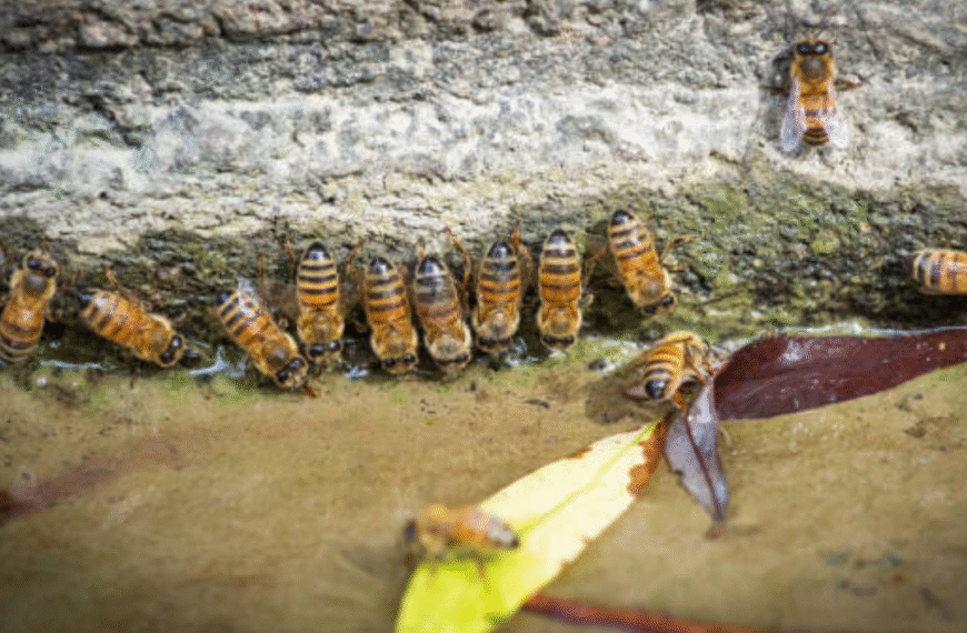 How Rain Affects Bee Activity Near Your Home