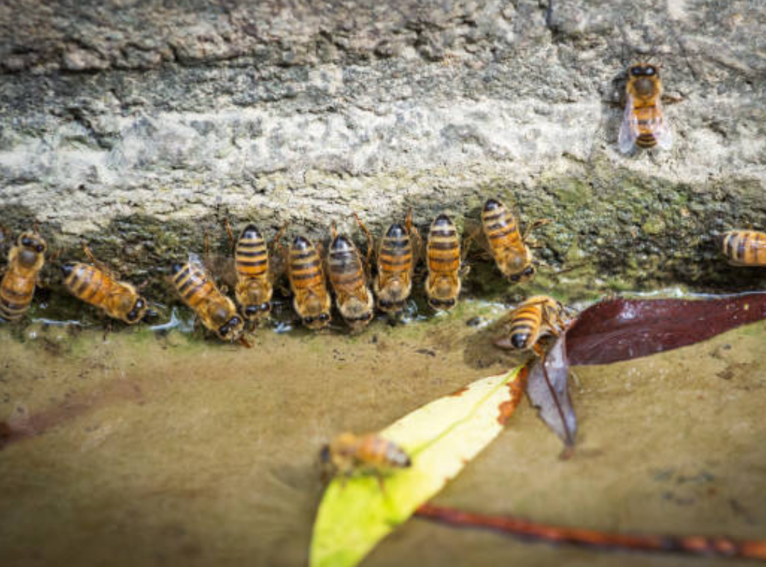 How Rain Affects Bee Activity Near Your Home