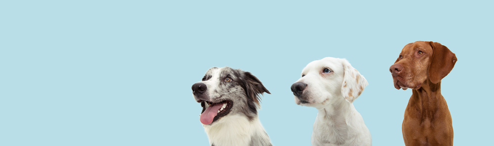 Group Training Class for Dogs