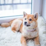 Best Infection Medicine for Dogs – Treating Canine Infections Effectively