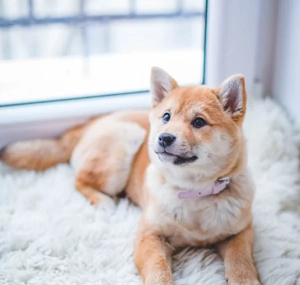 Best Infection Medicine for Dogs – Treating Canine Infections Effectively