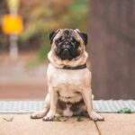 Antibiotic Tablets for Dog Wounds – Safe Treatment for Canine Injuries