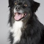 Effective Antibiotics for Dogs – Treating Infections Safely