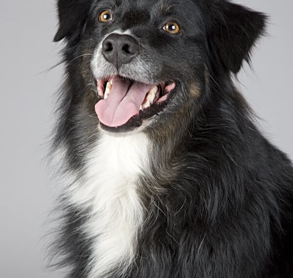 Effective Antibiotics for Dogs – Treating Infections Safely