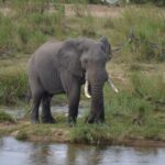 Tanzania Tour Packages: Explore Wildlife, Beaches & Culture in One Trip
