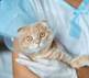 Still Wondering If Your Cat Really Needs to Be Spayed