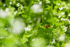 Pest and disease forecasting