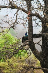 uttarakhand trip packages