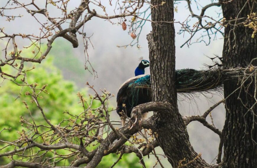 uttarakhand trip packages